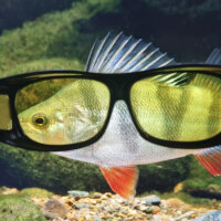 Array image